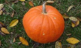 吃瓜网站笋瓜免费,吃瓜群众狂欢盛宴！